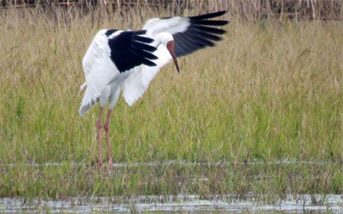 درنای «امید» به ایران رسید