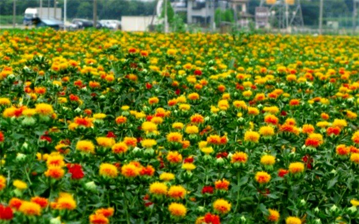 کشت 400 هکتار دانه روغنی کلزا و گلرنگ در سیستان و بلوچستان