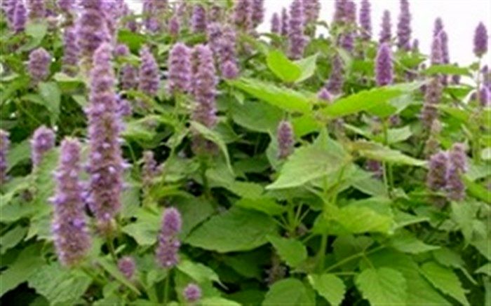 ارتقای سطح معیشت عشایر با کاشت گیاهان دارویی