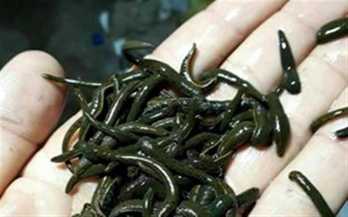 نخستین کارگاه زالو درمانی آذربایجان‌غربی در سردشت برگزار شد