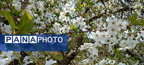 شکوفه‌های بهاری در شهرستان سملقان