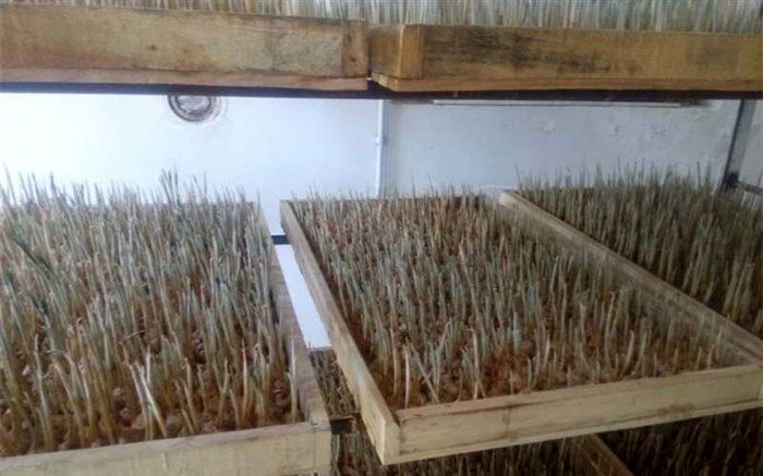 کشت گلخانه‌ای زعفران برای نخستین بار در فسا