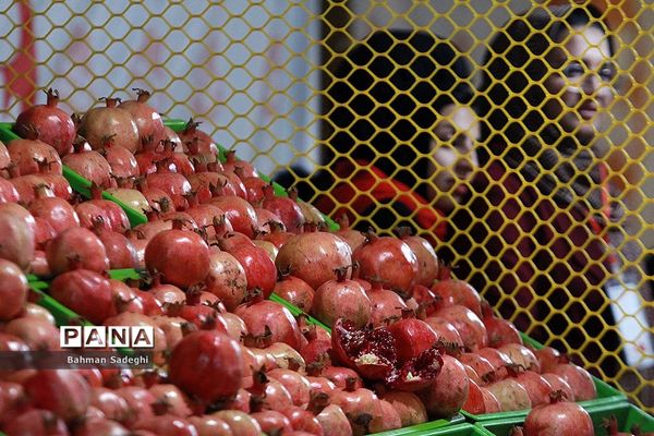هشتمین جشنواره انار صد دانه یاقوت