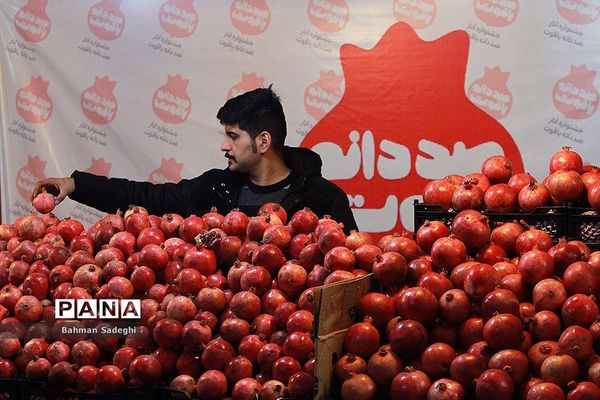 هشتمین جشنواره انار صد دانه یاقوت