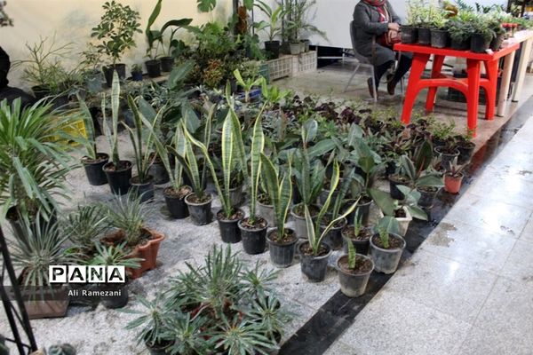 جشنواره ملی مرکبات و اقوام عشایر