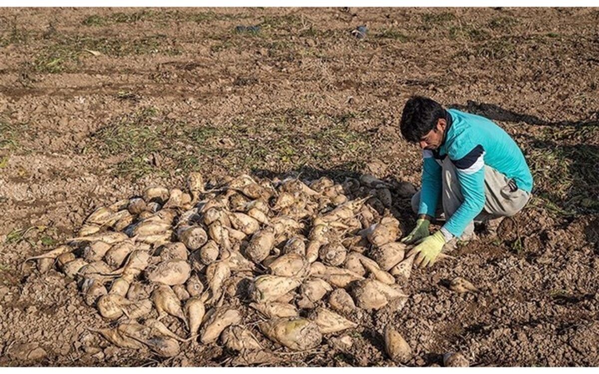 ۵۲ درصد از مطالبات چغندرکاران آذربایجان غربی پرداخت شد