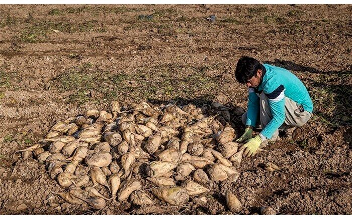 ۵۲ درصد از مطالبات چغندرکاران آذربایجان غربی پرداخت شد
