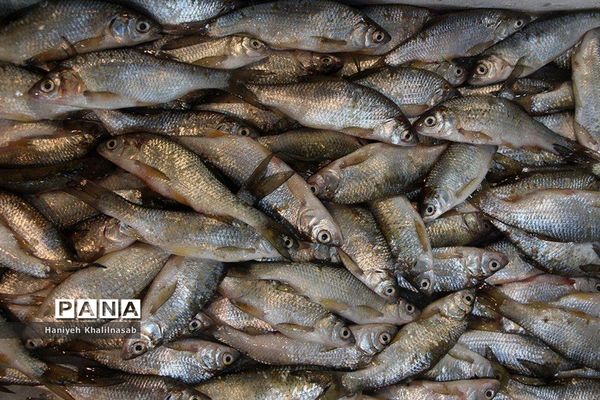 فصل ماهیگیری