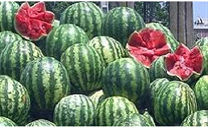 1700 تن هندوانه شب یلدا در ارومیه توزیع می شود