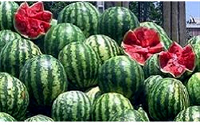 1700 تن هندوانه شب یلدا در ارومیه توزیع می شود