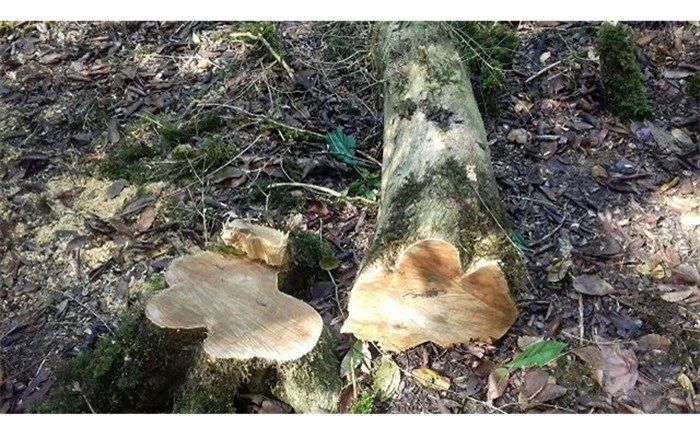 بدون اجازه شورای شهر درختی قطع نمی شود