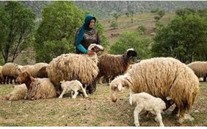 تولید سالانه 16000 تن گوشت قرمز توسط عشایر آذربایجان غربی