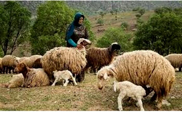 تولید سالانه 16000 تن گوشت قرمز توسط عشایر آذربایجان غربی