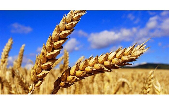 عراق بدنبال بازگشت واردات گندم روسیه است