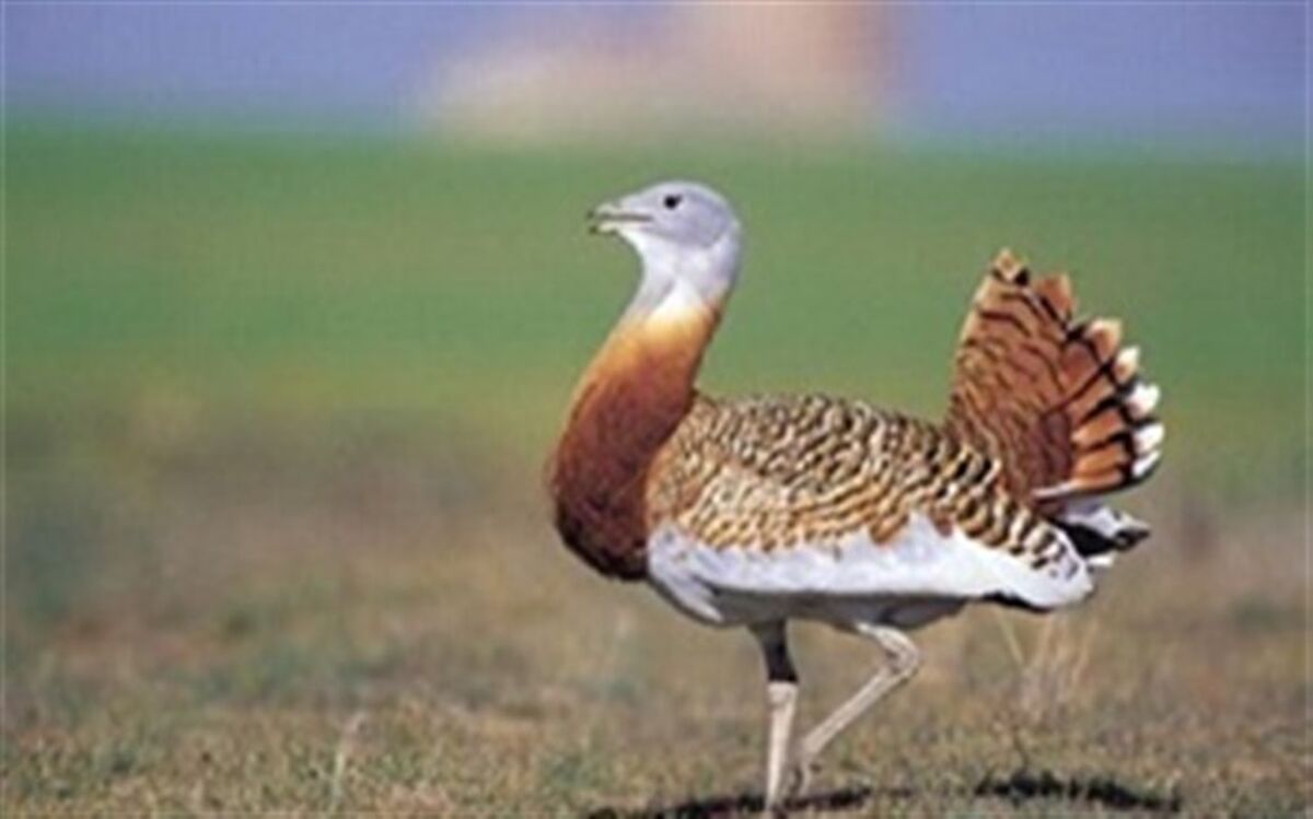 مشاهده ۱۹ قطعه میش مرغ در زیستگاه بوکان