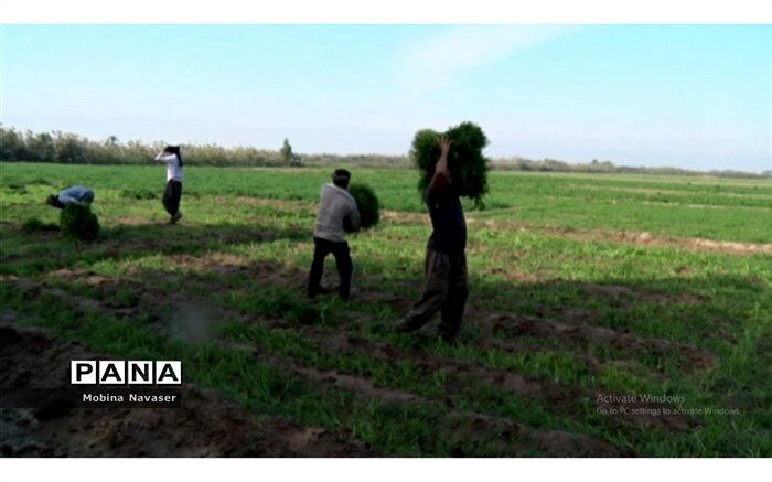 کشاورزان حمیدیه برای برداشت سبزی دست بکار شدند