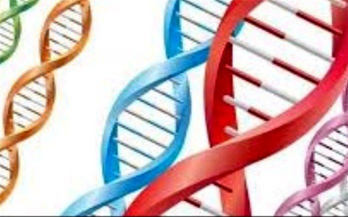 اجرای طرح آموزشی پیشگیری از ناهنجاری های ژنتیکی و وراثتی در چهاردانگه