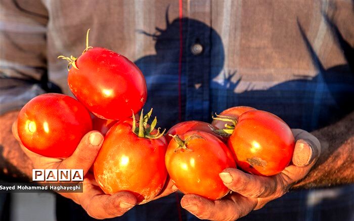 ۴۴تن گوجه فرنگی قاچاق در گمرک پرویزخان کشف شد