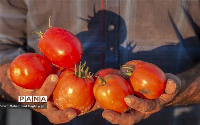 ۴۴تن گوجه فرنگی قاچاق در گمرک پرویزخان کشف شد