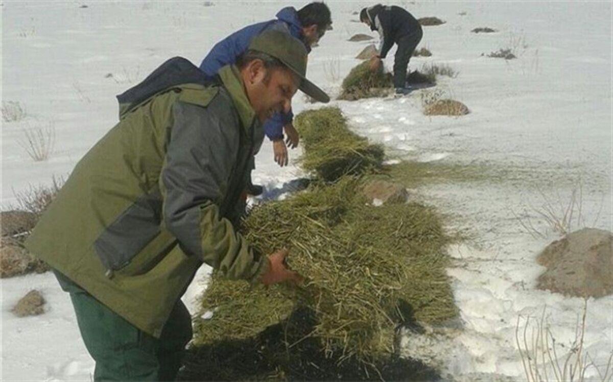 علوفه رسانی به حیات وحش سقز در برف و سرما