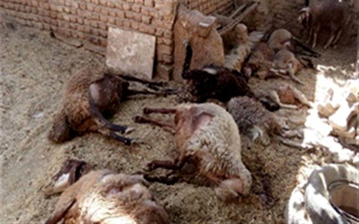 حمله گرگ گرسنه به گوسفندان در روستای علی آباد تقاب