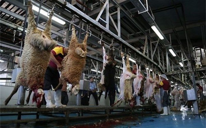 بیهوشی قبل از ذبح در کشتارگاه‌های دام و طیور اردبیل عملیاتی می شود