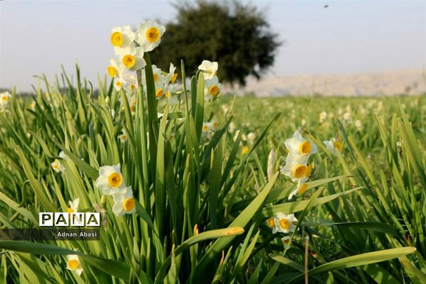 برداشت گل نرگس در گله‌دار فارس