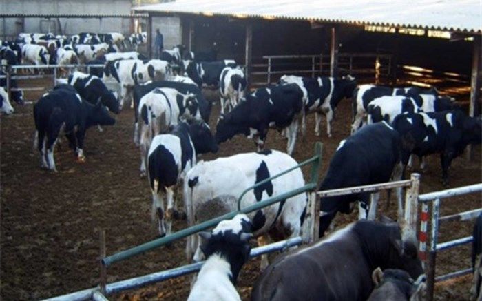 رتبه نخست آذربایجان‌غربی در نگهداری گاومیش