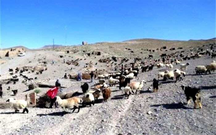 افزایش دوبرابری درآمد خانوارهای عشایر در برنامه ششم توسعه