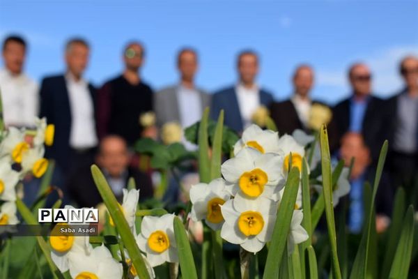 جشنواره گل نرگس در نوآباد  شهرستان مهر