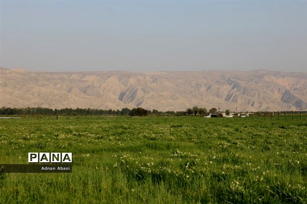 جشنواره گل نرگس در نوآباد  شهرستان مهر