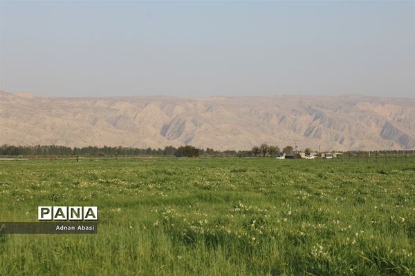 جشنواره گل نرگس در نوآباد  شهرستان مهر