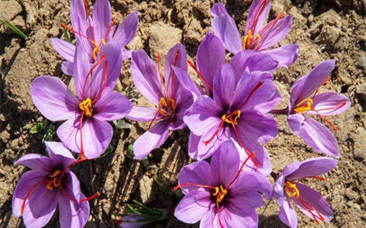 هفته‌ای زعفرانی برای بورس کالا