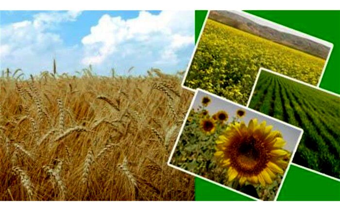 تولید محصولات زراعی به ۲ میلیون و ۶۰۰ هزار تن رسید