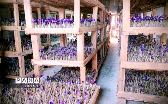 کاشت زعفران گلخانه‌ای،  برای نخستین بار  در نی ریز