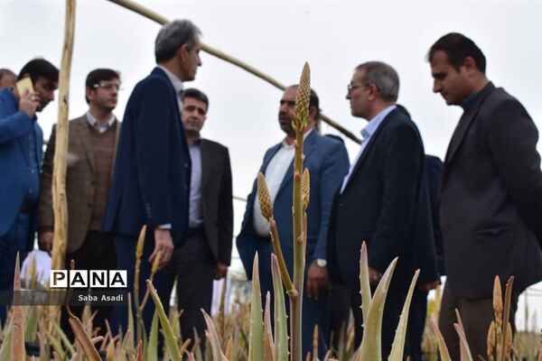 بهره‌برداری از مزرعه کاشت گیاه دارویی آلوئه‌ورا در شهرستان مُهر