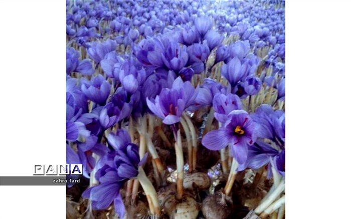 افزایش ۲ برابری قیمت طلای سرخ در بازار