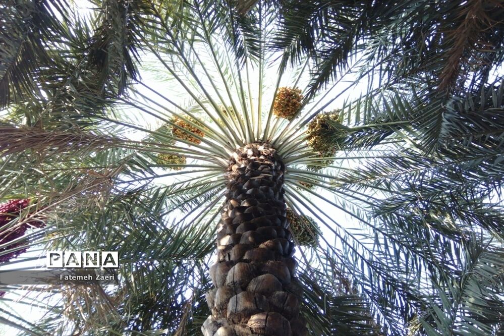 تشکیل صندوق خرما در کشور