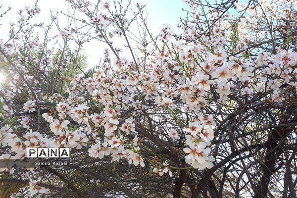 شکوفه‌های زمستانی