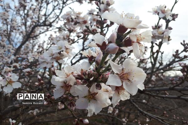 شکوفه‌های زمستانی