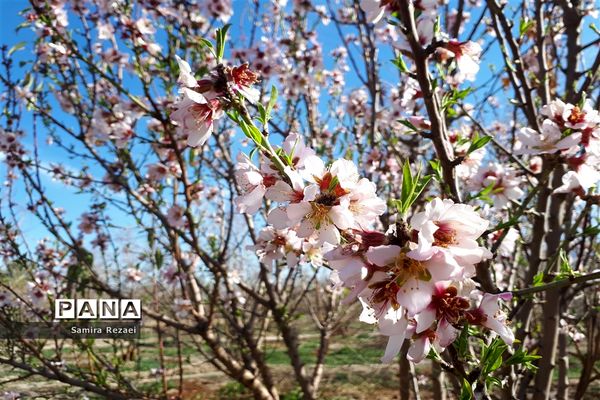 شکوفه‌های زمستانی