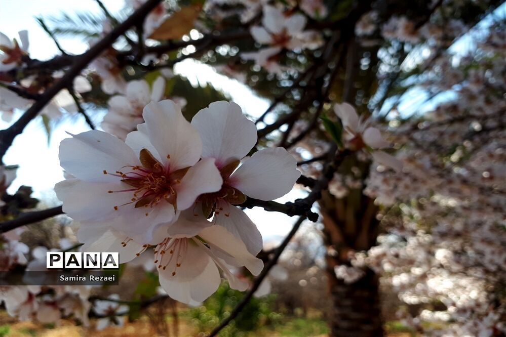 شکوفه‌های زمستانی