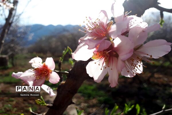 شکوفه‌های زمستانی