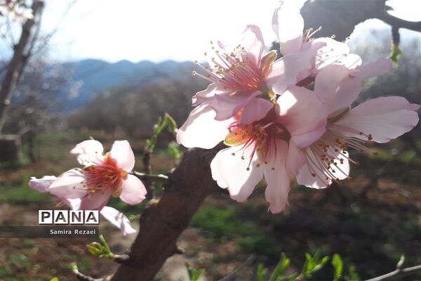 شکوفه‌های زمستانی