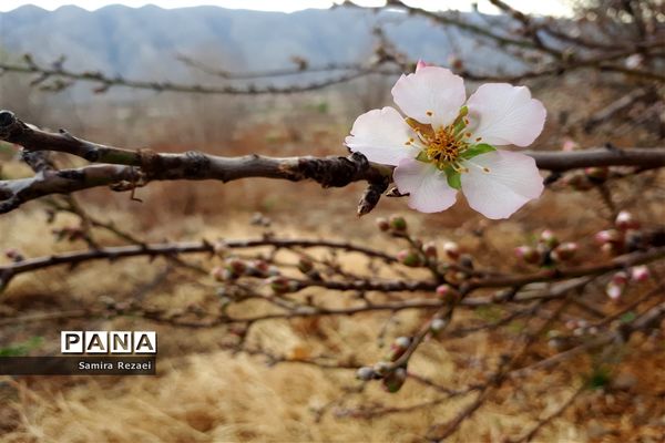 شکوفه‌های زمستانی