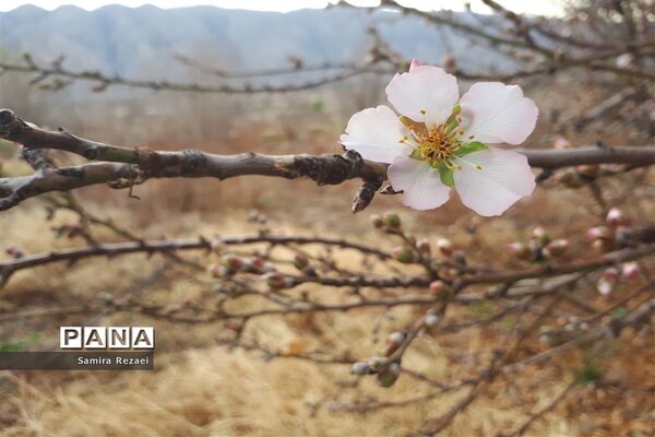 شکوفه‌های زمستانی