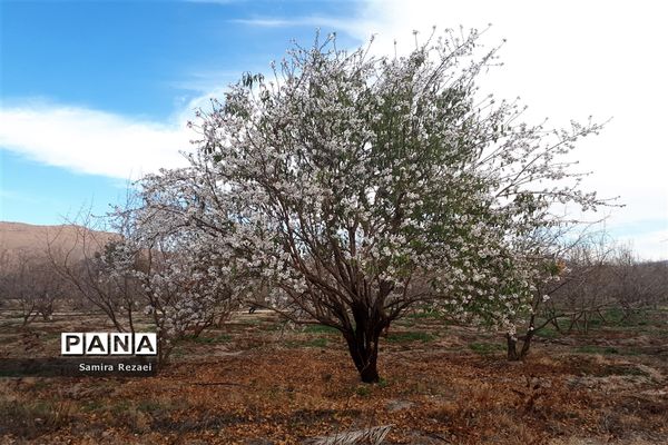 شکوفه‌های زمستانی