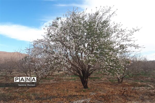 شکوفه‌های زمستانی