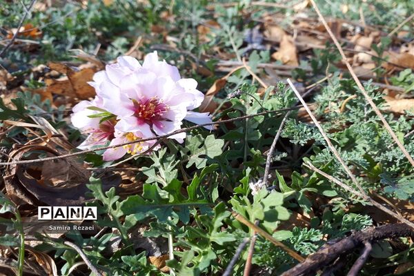 شکوفه‌های زمستانی