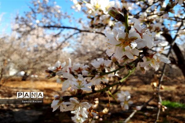 شکوفه‌های زمستانی